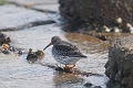 purple sandpiper, purple sandp-3